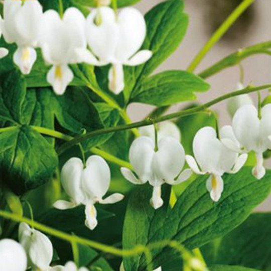 fleur blanche dicentra spectabilis alba - catalogue des bulbes de fleurs - créer un massif de fleurs
