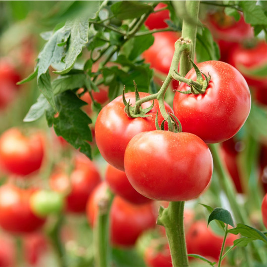 plants de tomate a repiquer pas cher