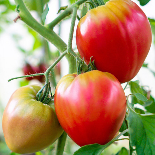 Comment réussir sa culture de Tomates allongée Coeur de Boeuf ?