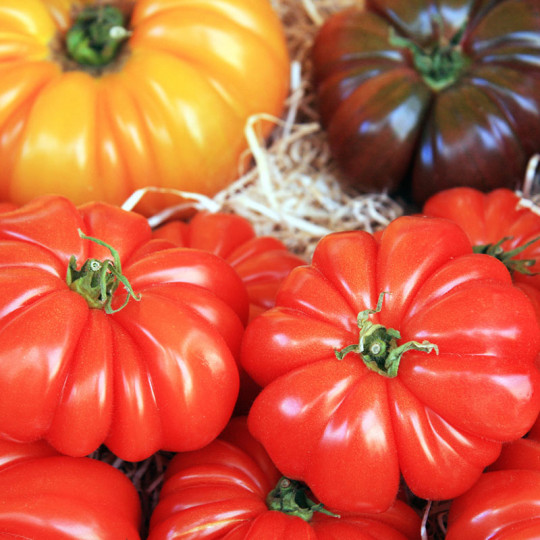 tomate : repiquer et planter