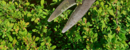 Choisir son arbuste persistant pour haie et arbustes à fleurs pour un jardin magnifique