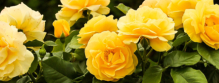 Rosier Jaune parfumé : Buisson & Grimpant (Vente en ligne)