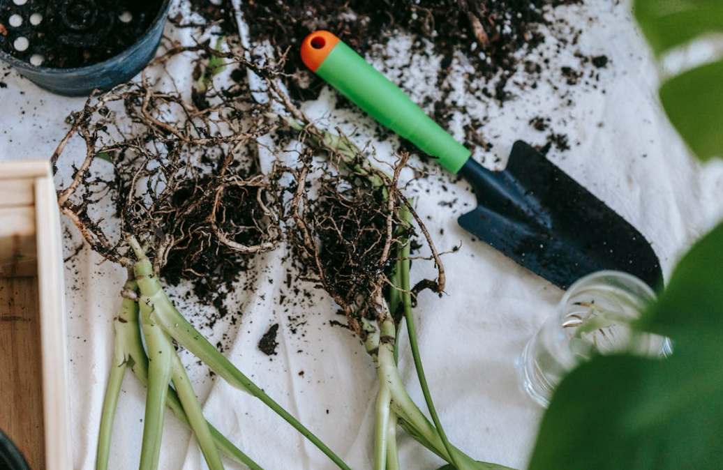 Outils pour déterrer les mauvaises herbes