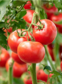 comment-booster-tomates