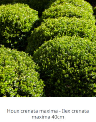 Ilex chene vert : Quand planter, tailler & entretenir