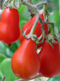 plant-tomates