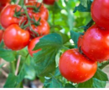 Fréquence d'arrosage des tomates : matin ou soir & combien de fois par semaine ?
