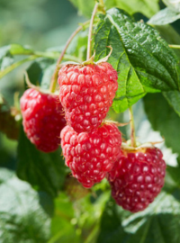 fumier pour framboise