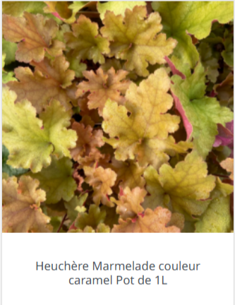 Heuchère plante : Que planter avec, où les planter & comment tailler ?