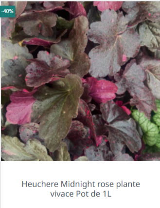 Planter dans son super jardin de belles heuchères