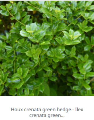 Ilex chene vert pour le jardin