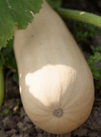 plantation-pot-quand-planter-courgettes