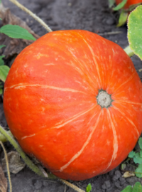 pleine-terre-pot