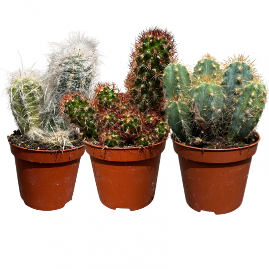 Boutique mini cactus pas cher à offrir
