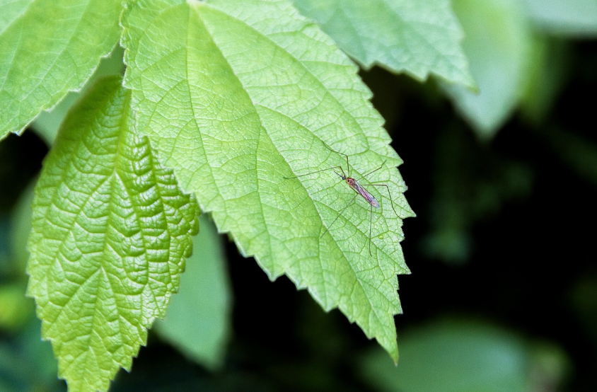 se débarrasser des moustiques naturellement