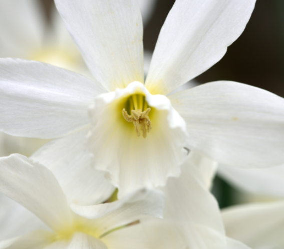 10 Bulbes De Jonquille 'Rip Van Winkle' - Fleurs Doubles ébouriffées Jaune Citron, Floraison Mars-avril
