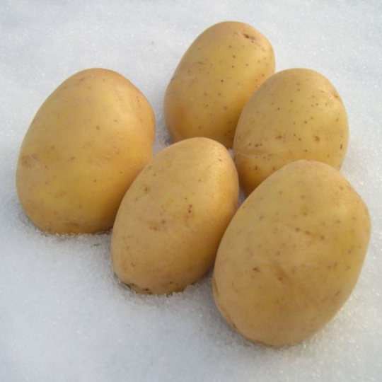Pommes de terre plants à repiquer pas cher