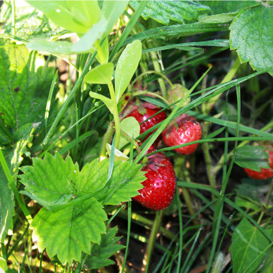 3 plants de fraisiers charlotte - où commander des plants de fraisiers