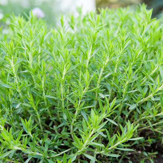 plantation herbes aromatiques : Quand planter ?