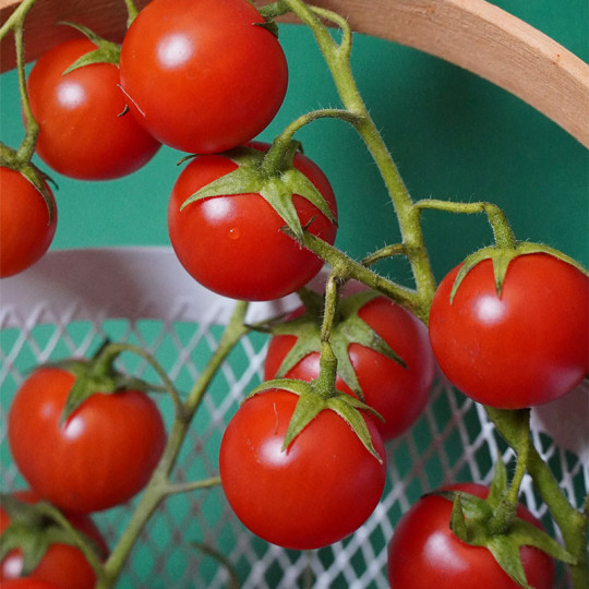 tomates- quand semer les tomates en 2023