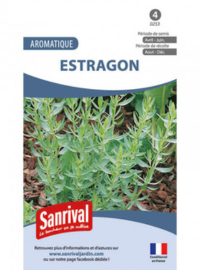plant estragon planter pas cher pot & pleine terre