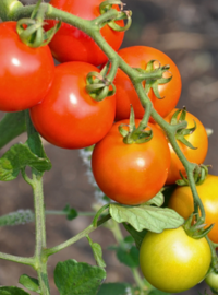planter-tomate-cerises