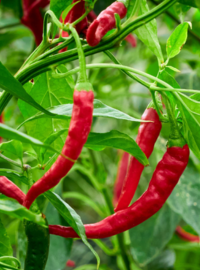 plantation piments
