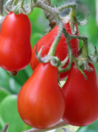 faq-tomates-faire-pousser
