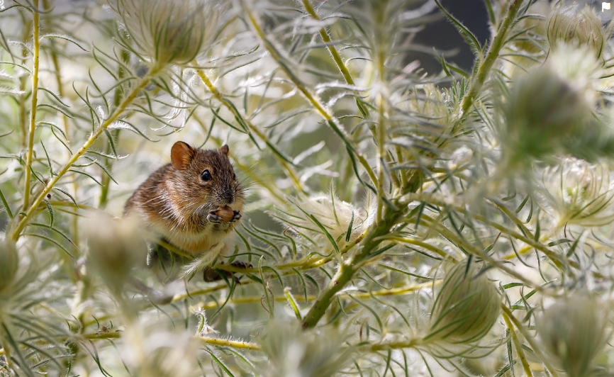 Achat en ligne de produits anti Limace, Rat, Taupe & Souris pour jardin et potager