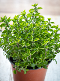 pot pleine terre estragon comment et où planter