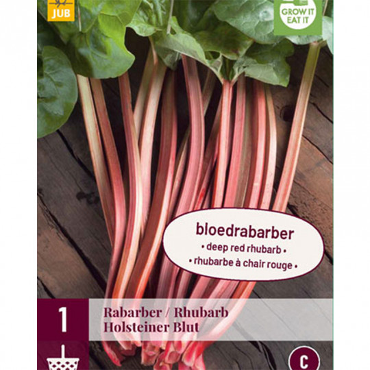 planter-rhubarbe-comment