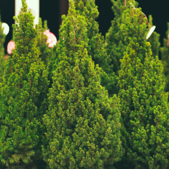 noel signification sapin