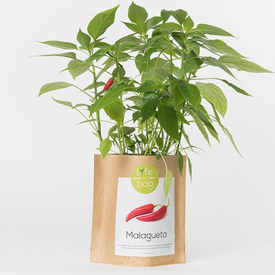 kit sachet pour faire pousser des piments - kit jardinage intérieur