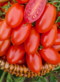 plant-tomate-cerise