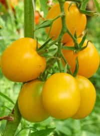 tomates-jeunes