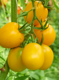 tomate-cerise