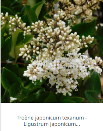 Ligustrum troene : Quand planter, tailler & entretenir