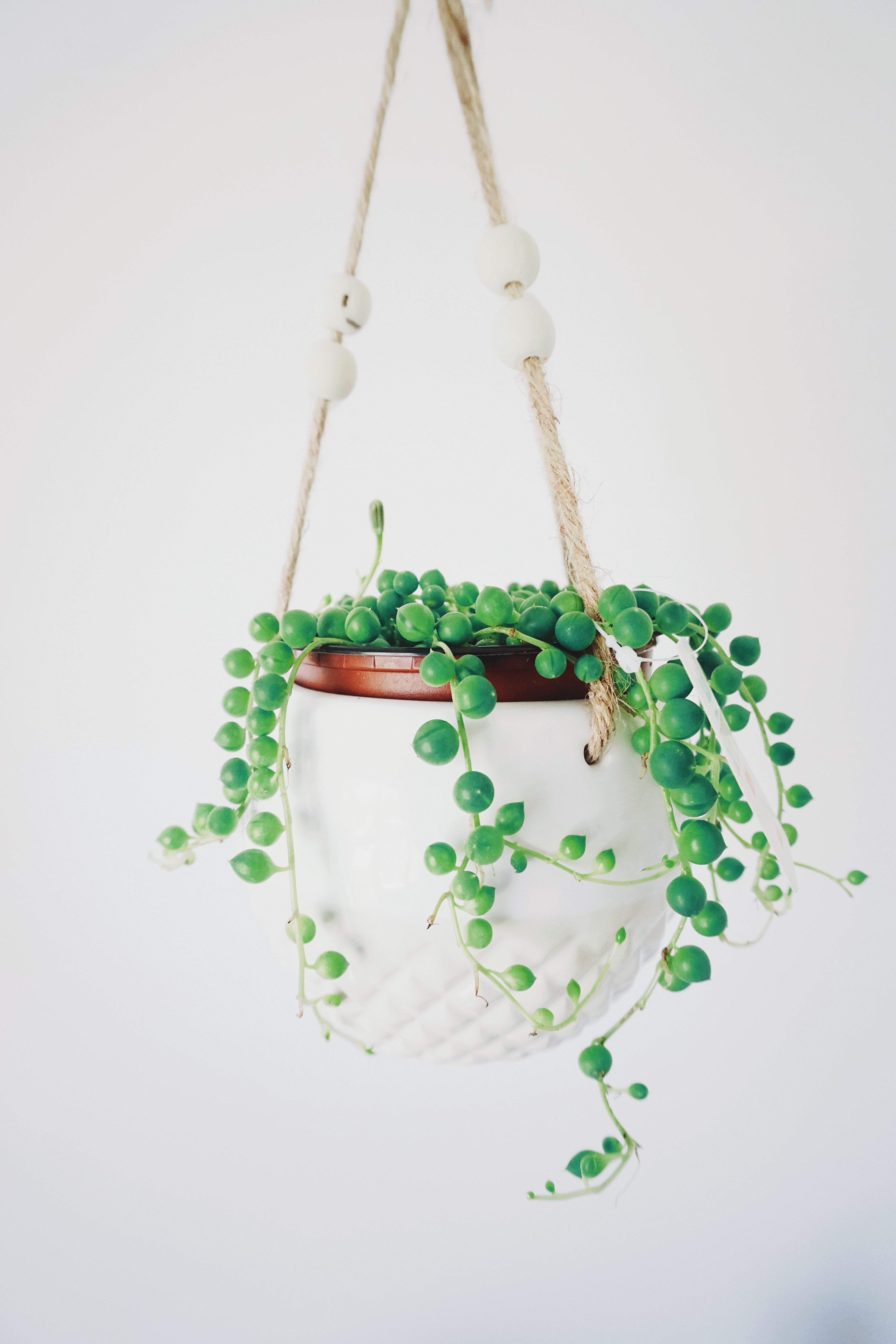 plante "collier de perles" - vente pot suspendu exterieur : avec quelle plante ?