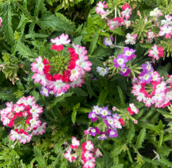 Plant Verveine : Quand et comment planter ?