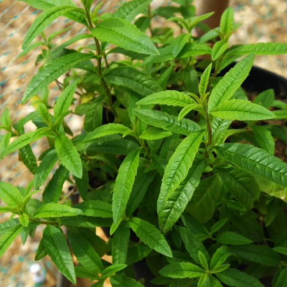 La verveine pour repousser les moustiques ?