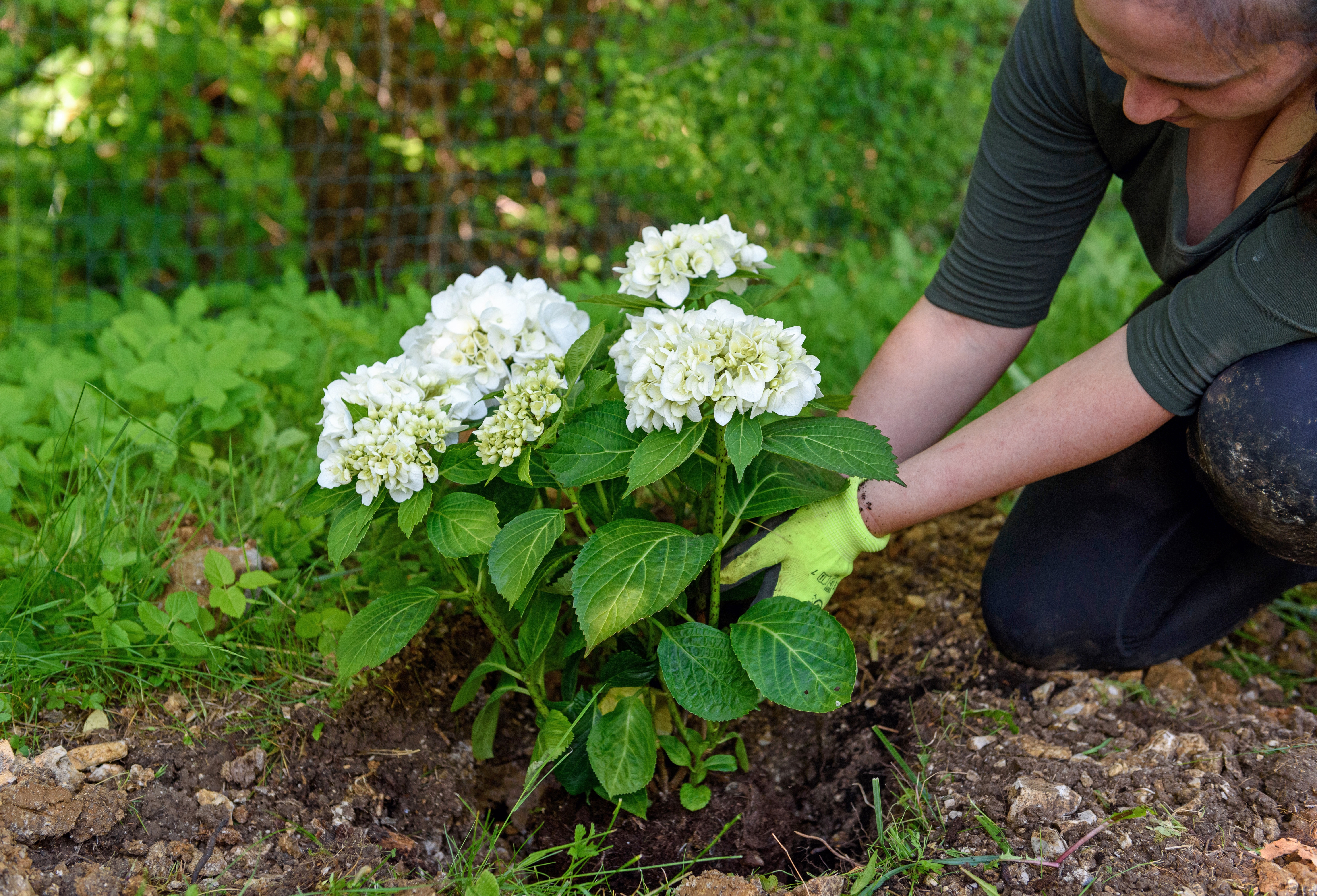 woman-planting-hortensia-or-hydrangea-flower-in-ga-2026-01-08-07-31-01-utc(1).jpg