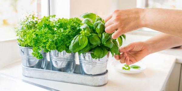 Faire pousser des plantes aromatiques en appartement