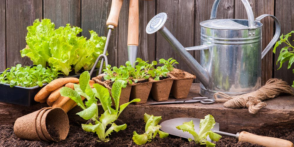 5 idées de cadeaux pour un amateur de jardinage