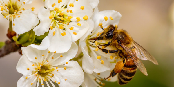 Les actions locales concrètes de Prêt à jardiner pour aider à la prolifération des abeilles
