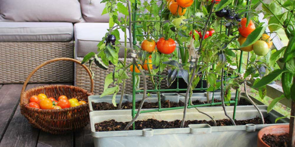Quand et comment faire ses semis de tomates ?