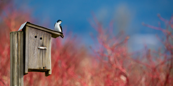 Comment installer un nichoir à oiseaux et comment attirer les oiseaux ?
