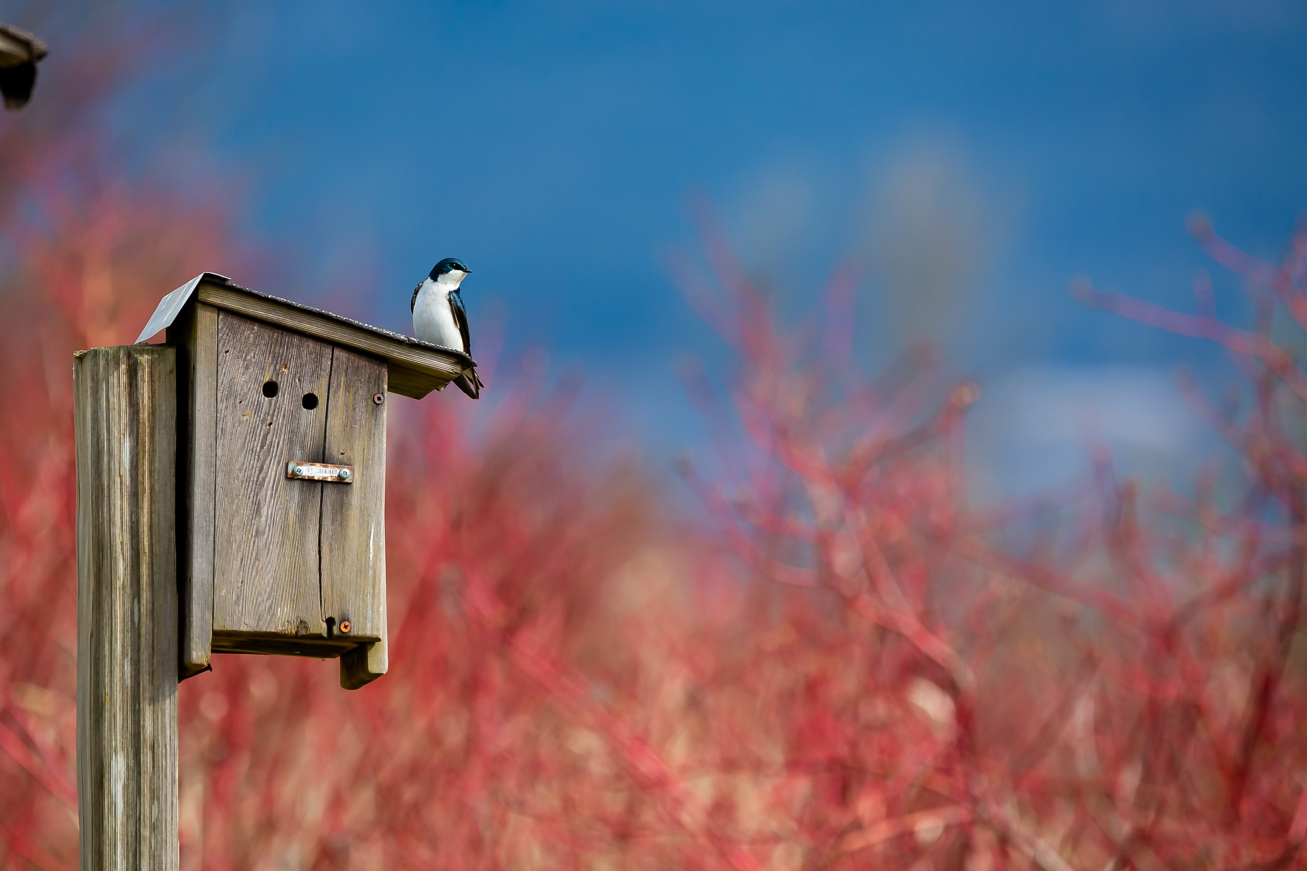Comment installer un nichoir pour les oiseaux ?