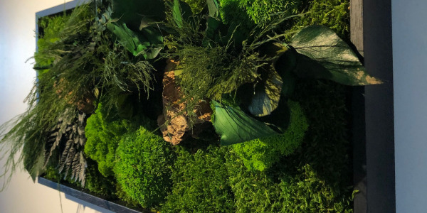 Un jardin d'intérieur sans entretien : Tableau végétal stabilisé et plantaphore