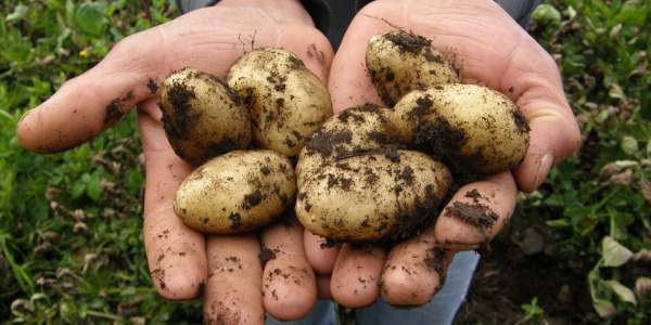 Comment conserver les pommes de terre plus longtemps : Trucs & Astuces