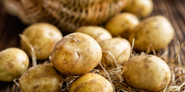 Quand ramasser & récolter ses pommes de terre ?